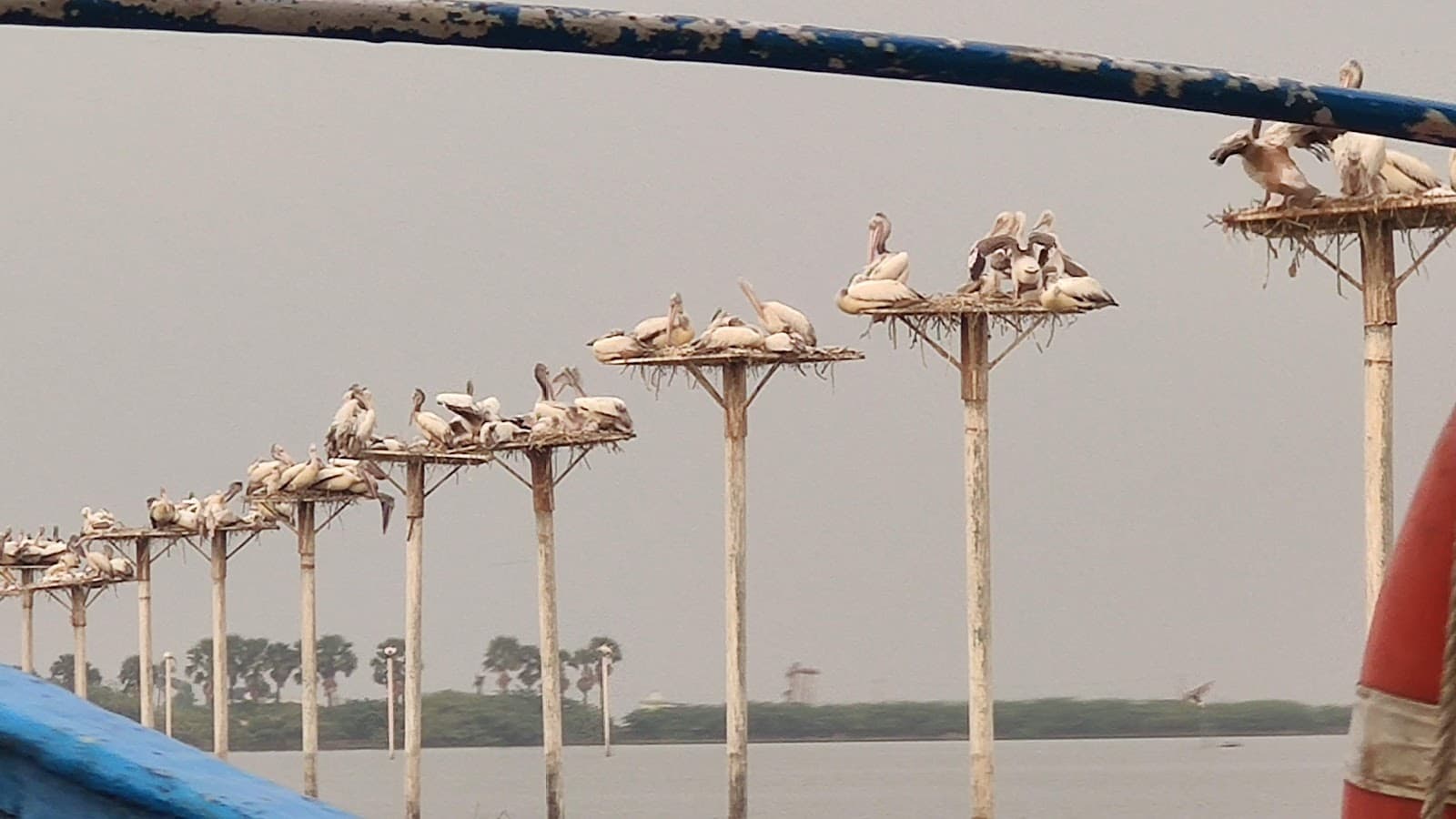 Kolleru Lake Bird Sanctuary - Image 1