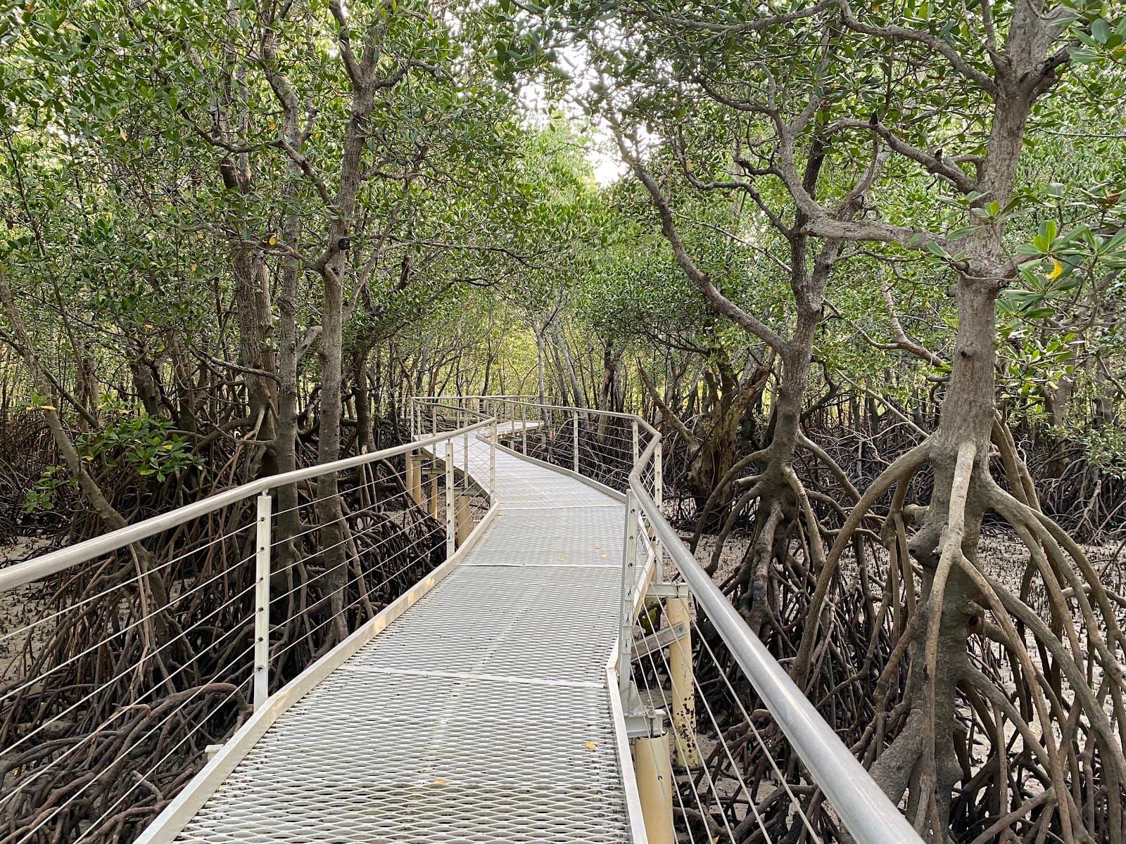 Rapid Creek Boardwalk Darwin - Image 1