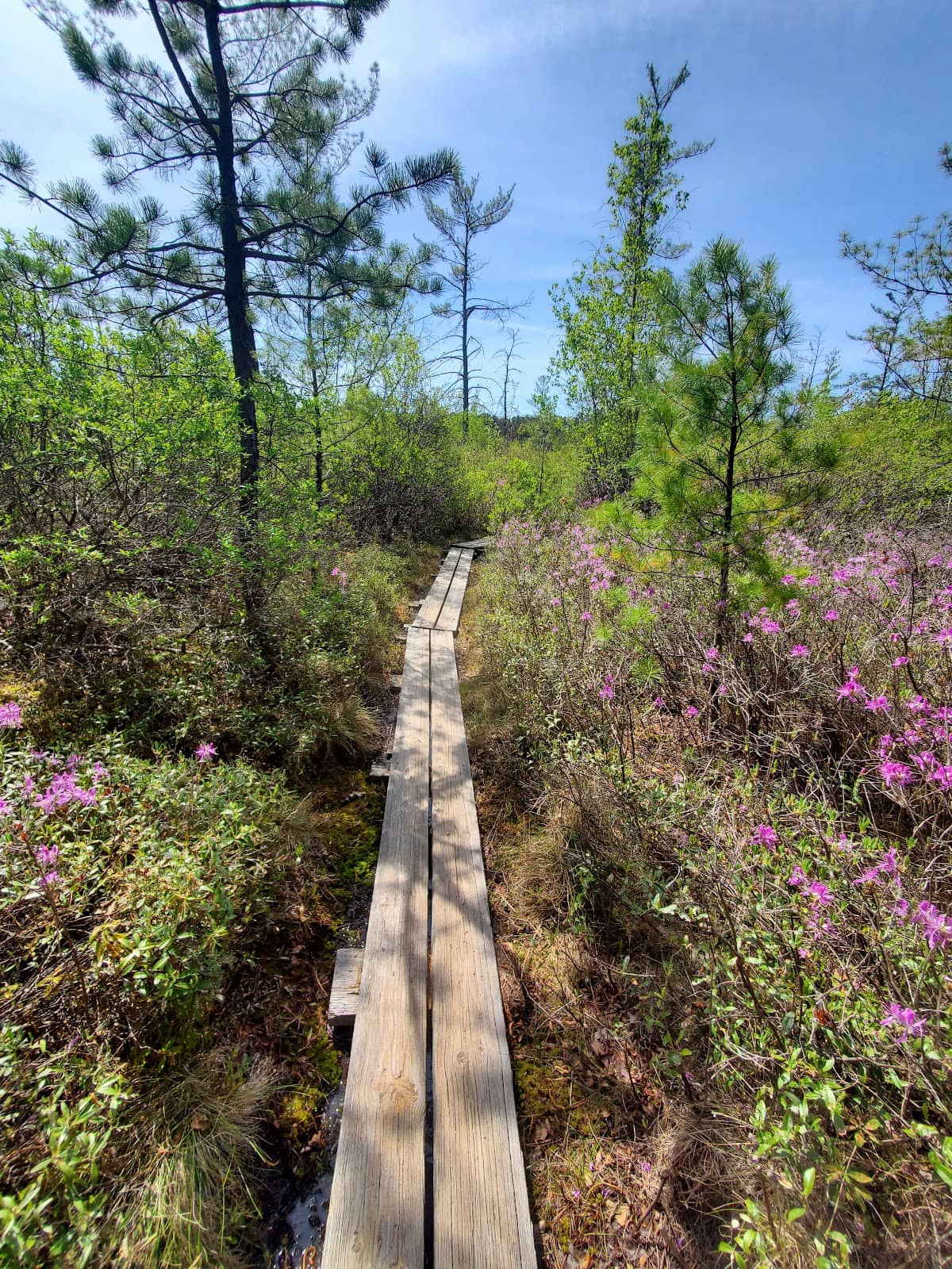 Peaceful Bog Boardwalk