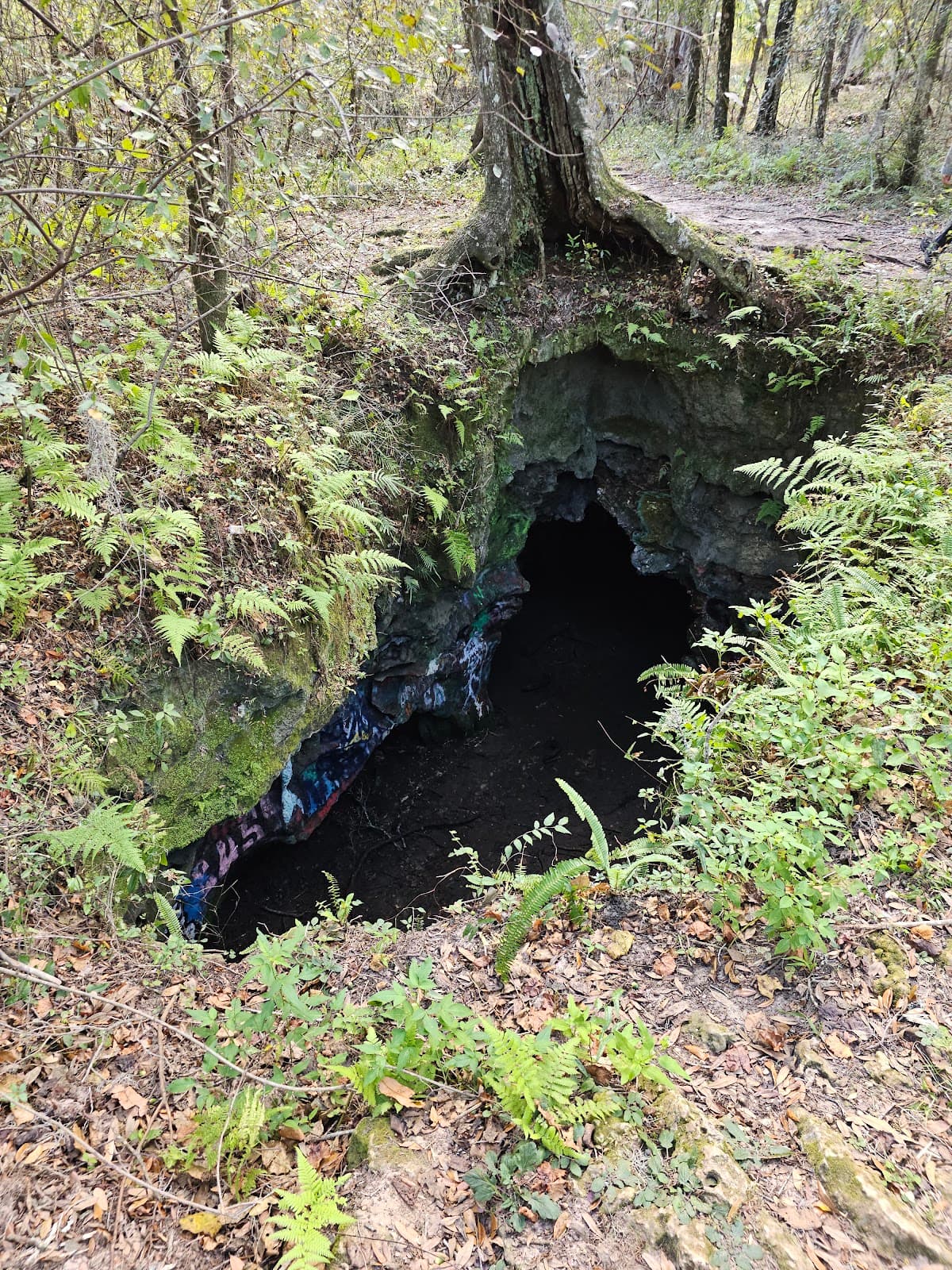Withlacoochee State Forest – Croom Tract - Image 1