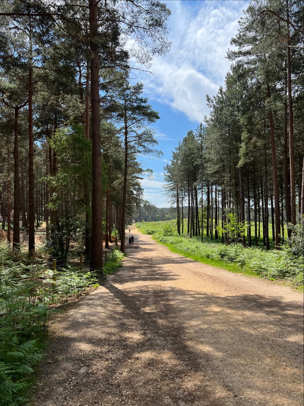 Swinley Forest - Image 1