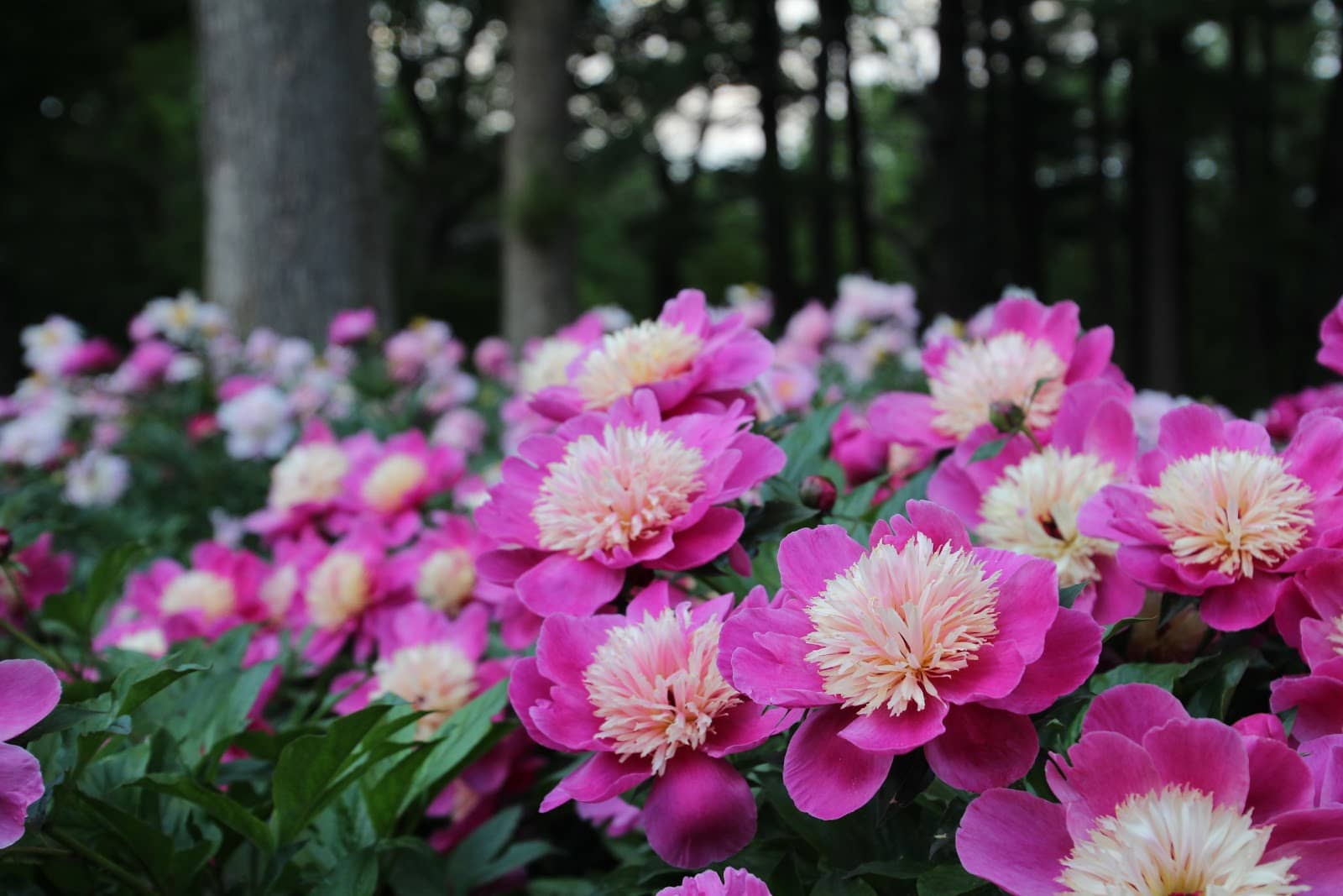 Tranquil Rose Garden