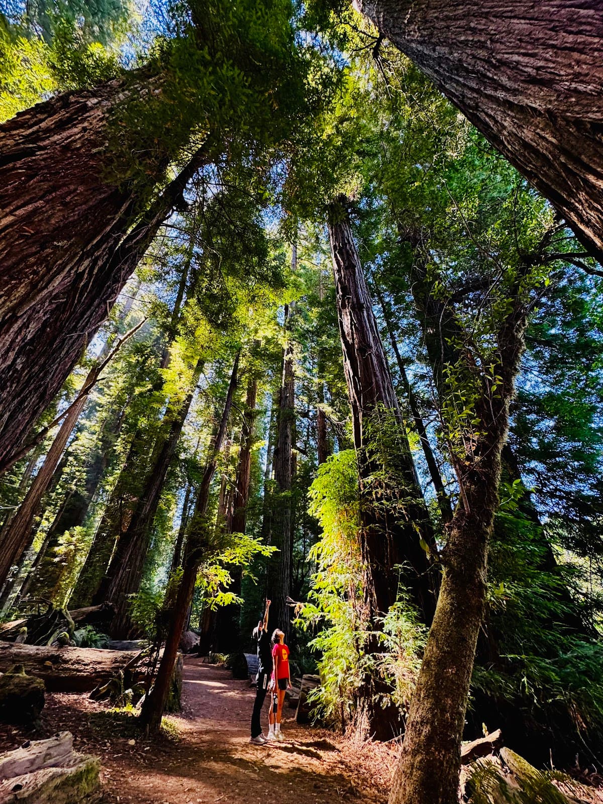 Stout Grove Trail Jedediah Smith Redwoods State Park - Image 1