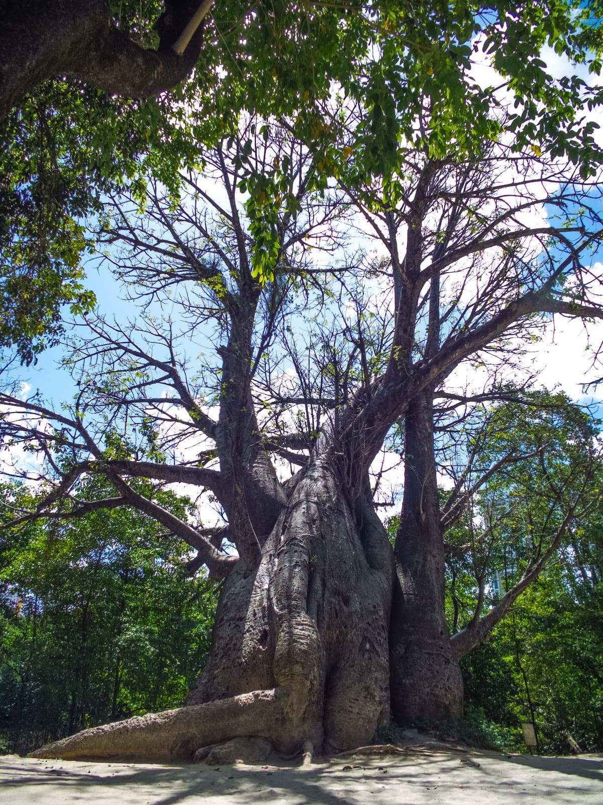 Jardim do Baobá - Image 1