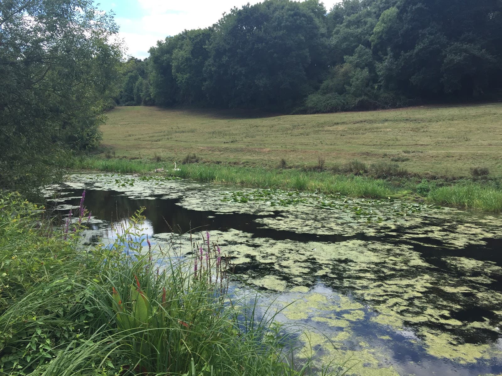 Langham Pond (NNR) - Image 1