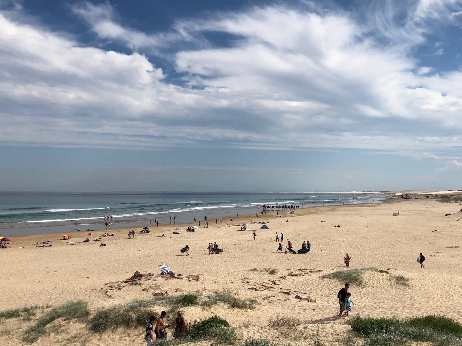 Dolphin Watching Cruises