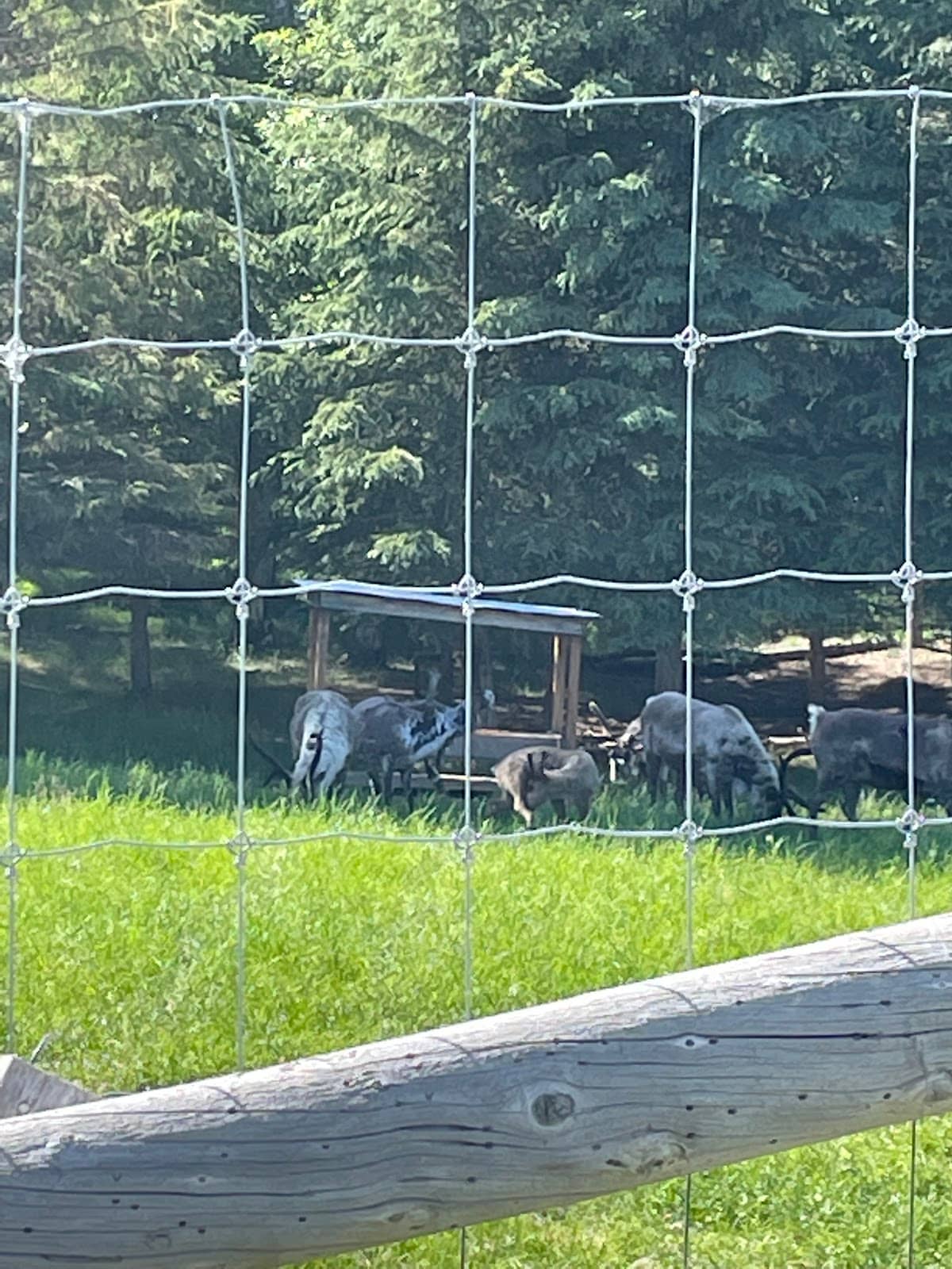 Wood Bison
