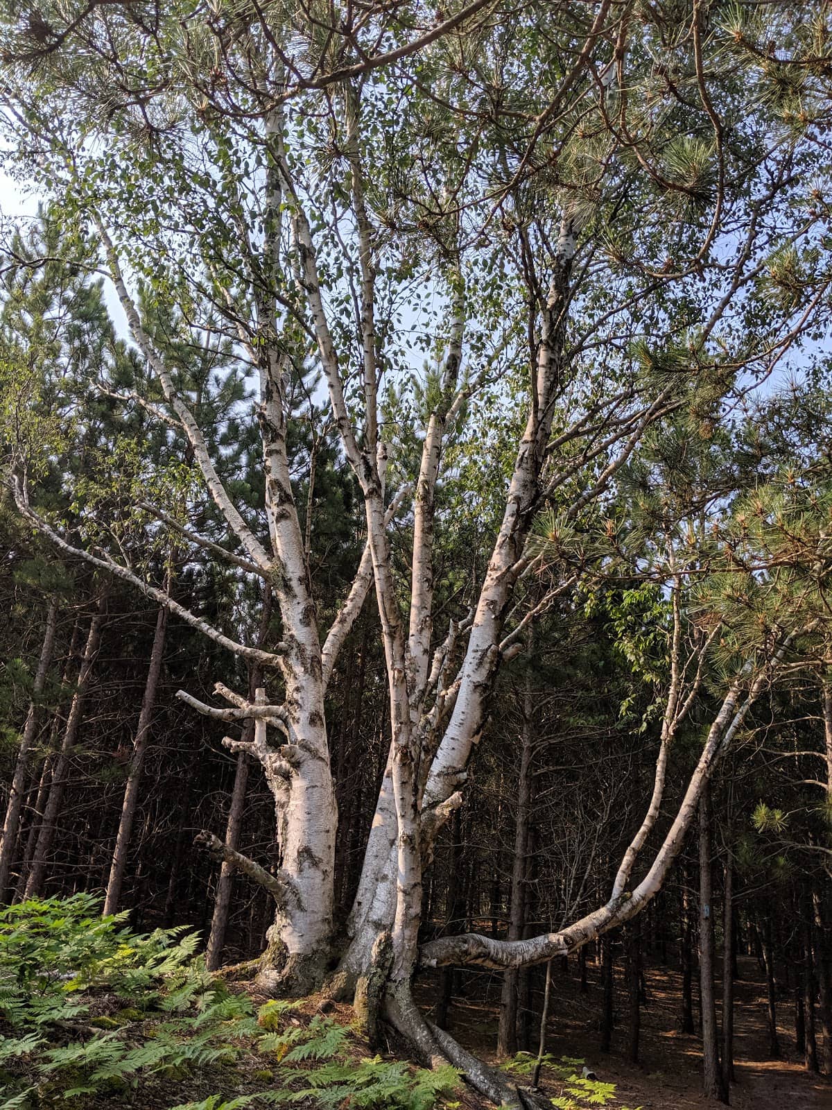 Vertical photo