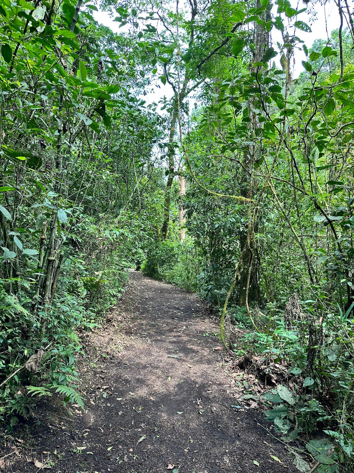 Santuario del Bosque de Niebla (INECOL) - Image 1