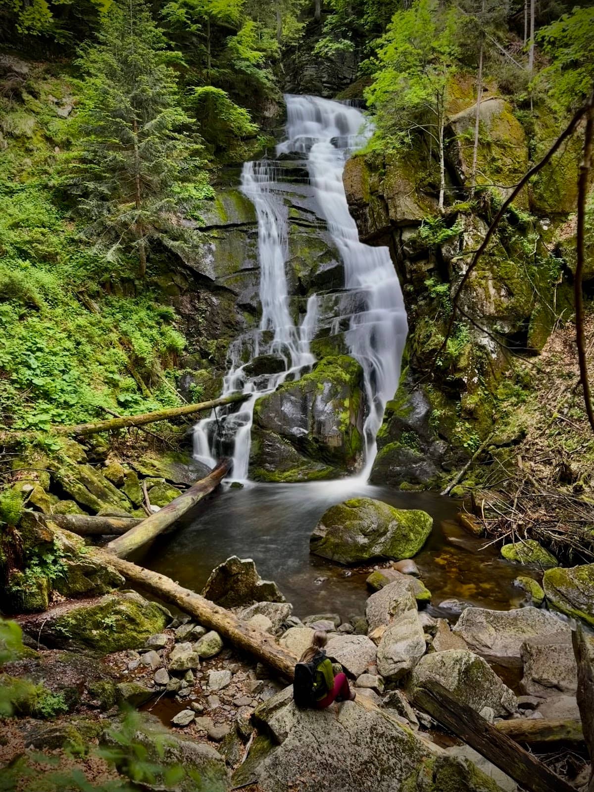 Ancient Forest Trails