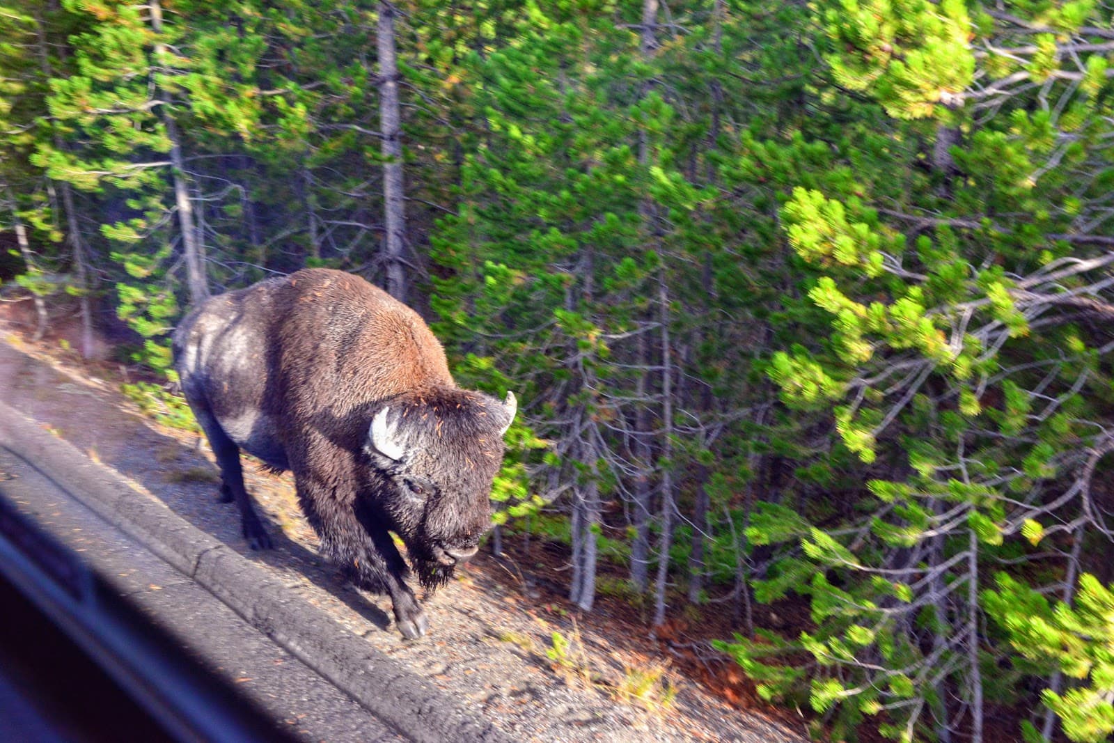 Grand Loop Road Yellowstone National Park - Image 1