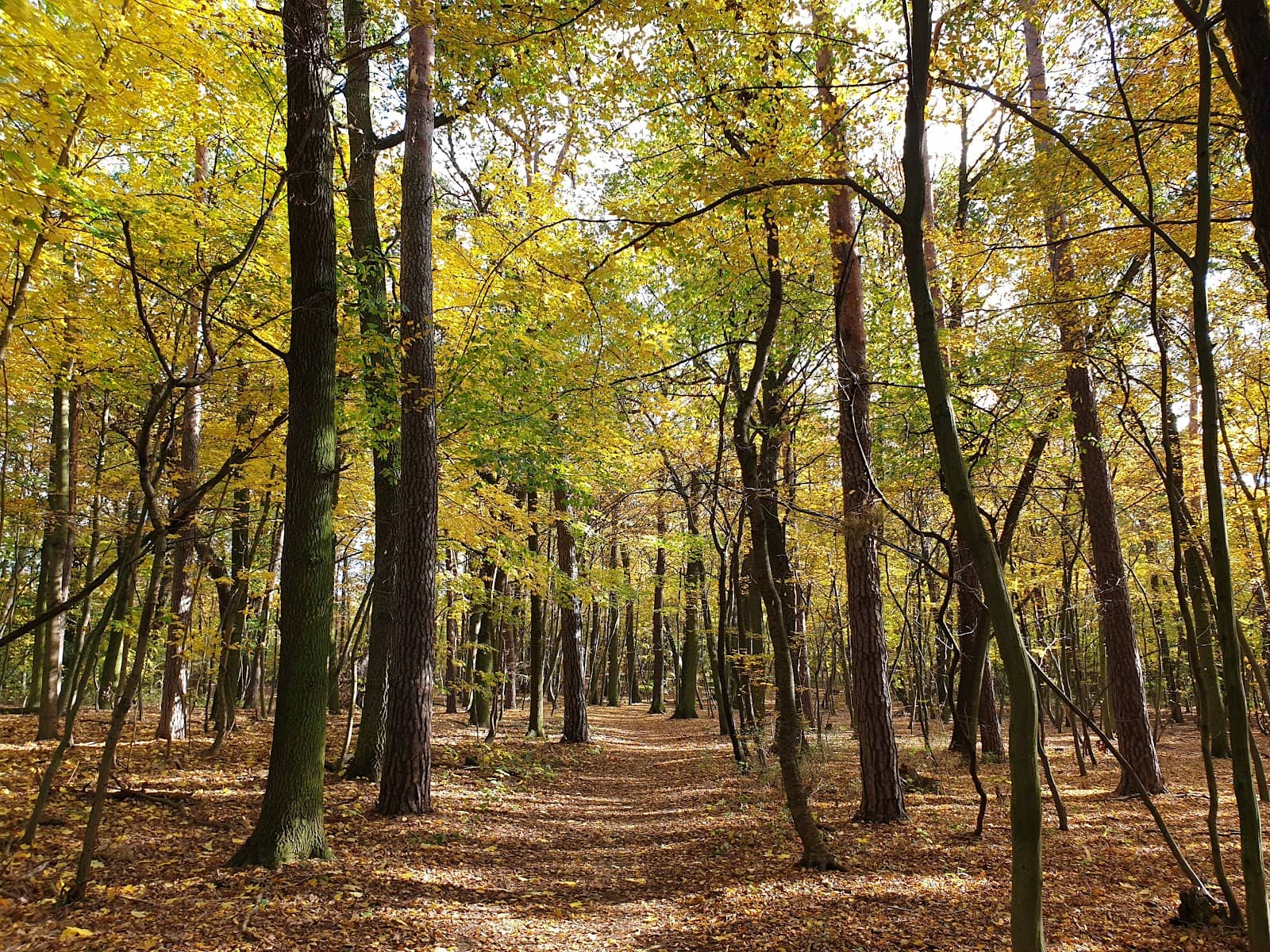 Diverse Forest Trails
