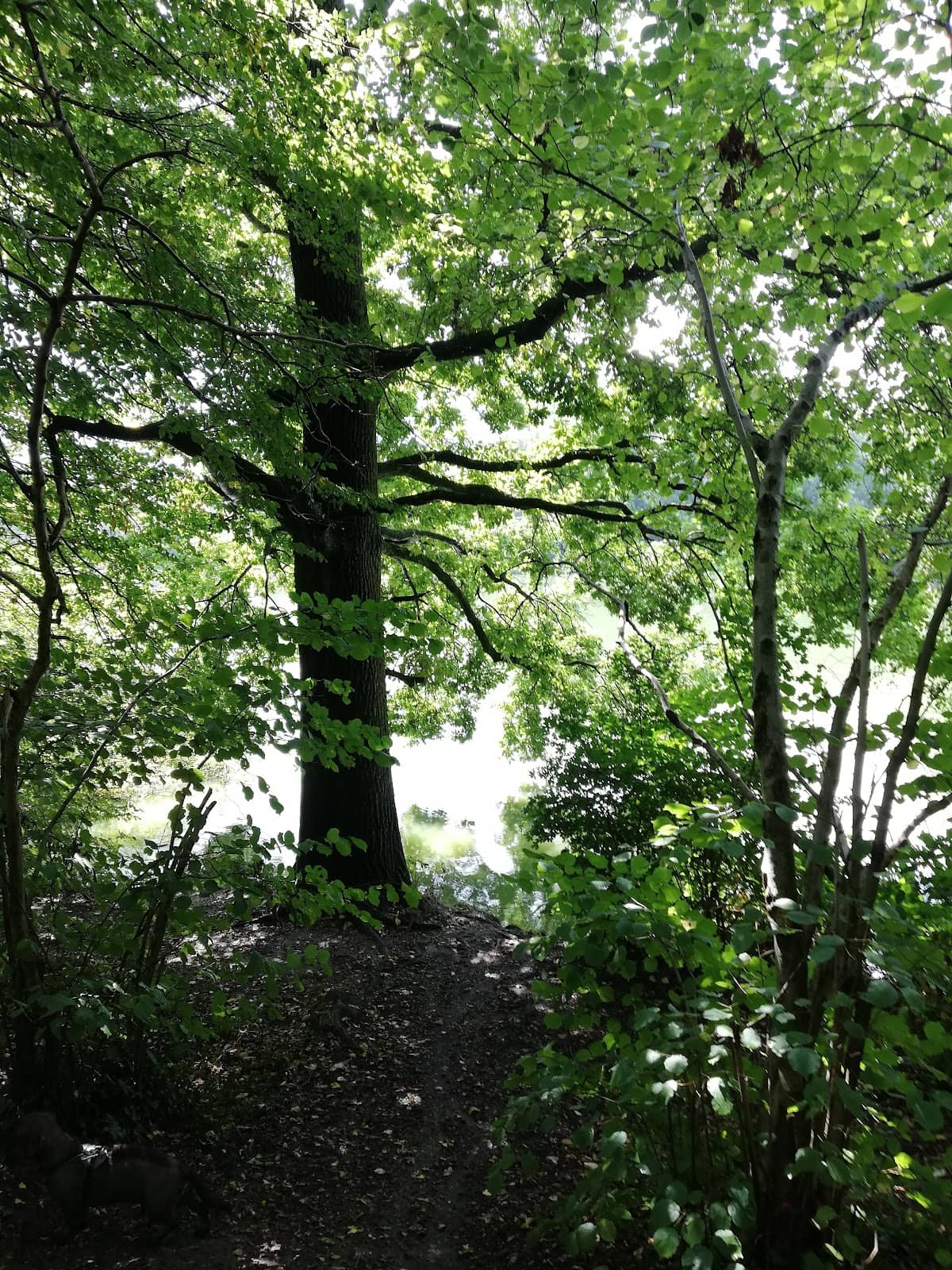 Scenic Walking Routes