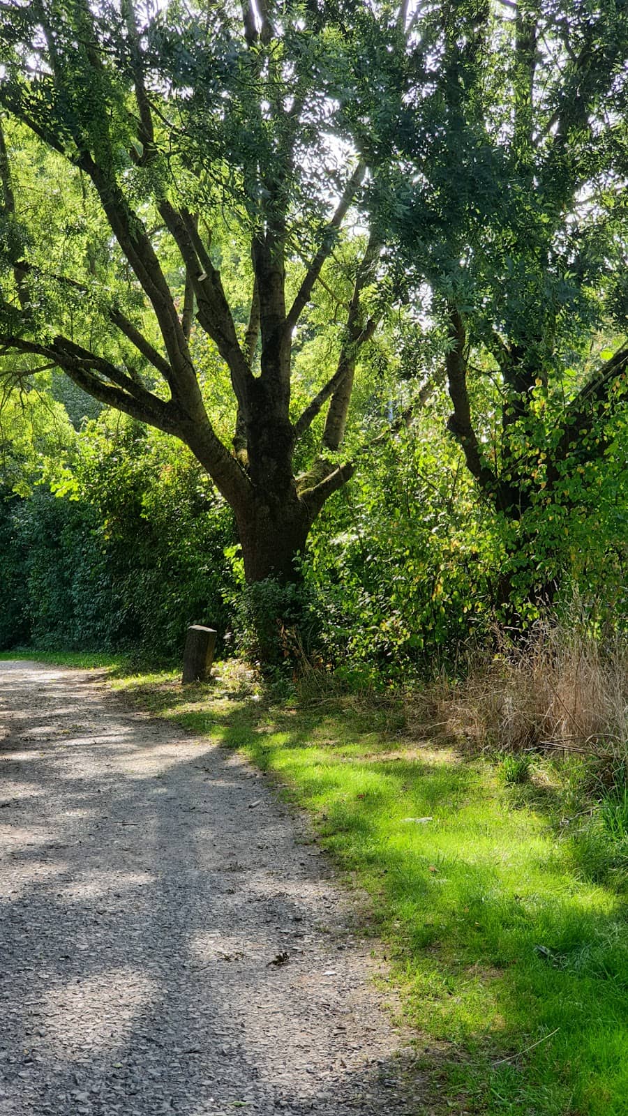 New York City's Urban Oaks