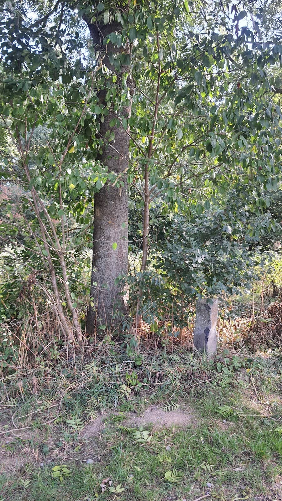 Vertical photo