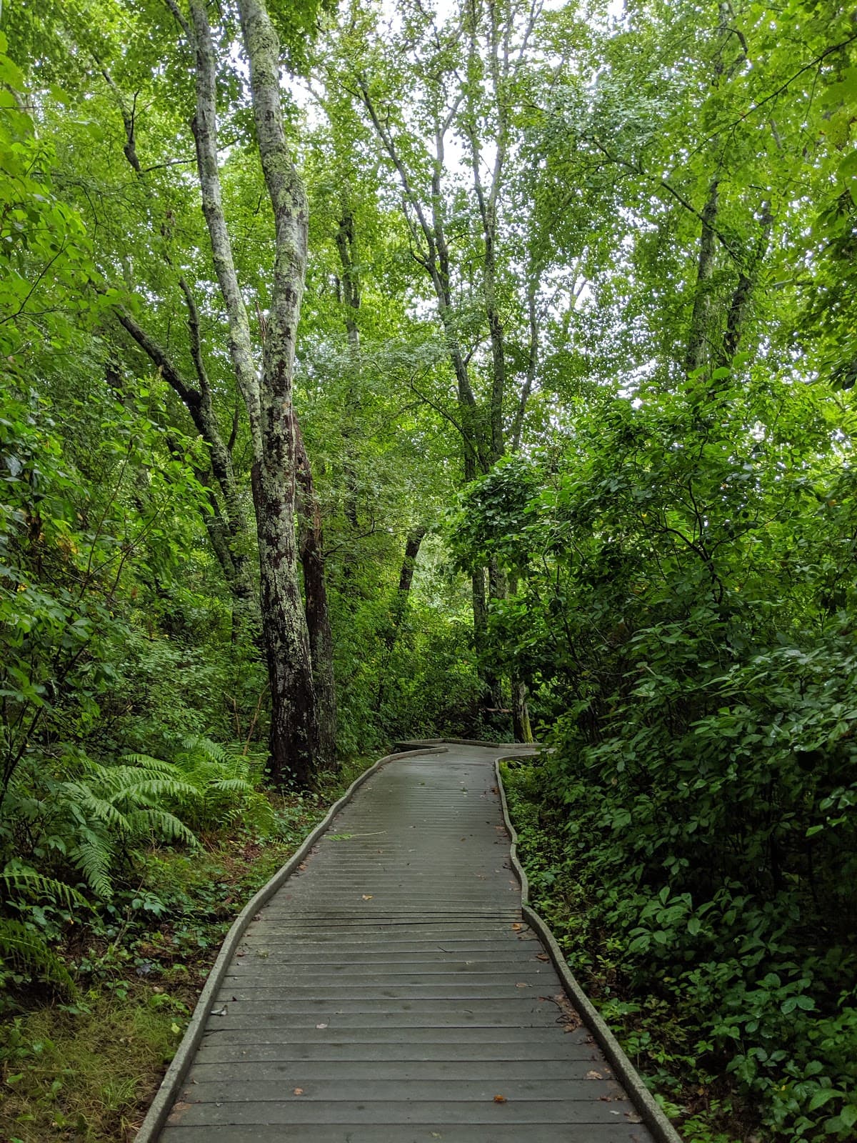 Red Maple Swamp Trail - Image 1