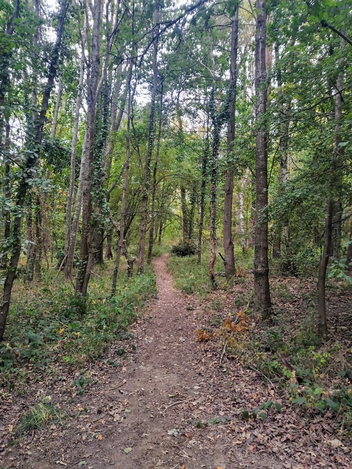 Old Basing Conservation Area - Image 1