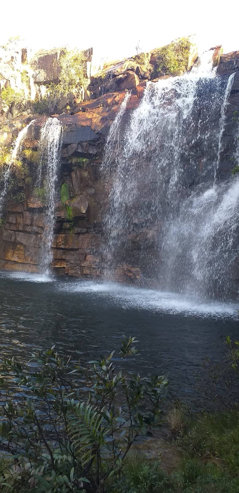 Local Lavender Farms