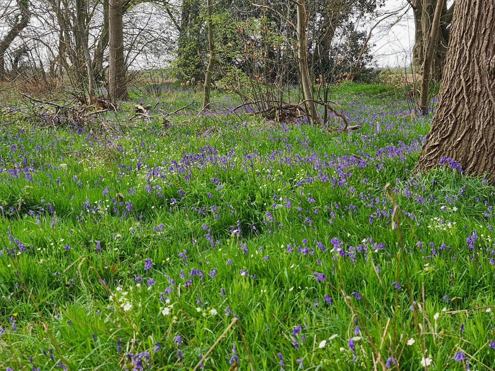 East Blean Woods National Nature Reserve - Image 1
