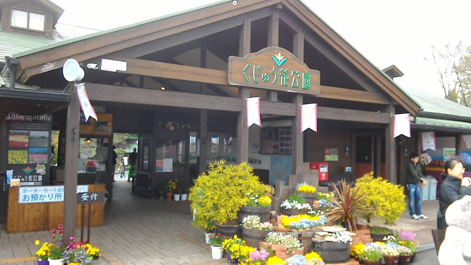 Vibrant Tulip Displays