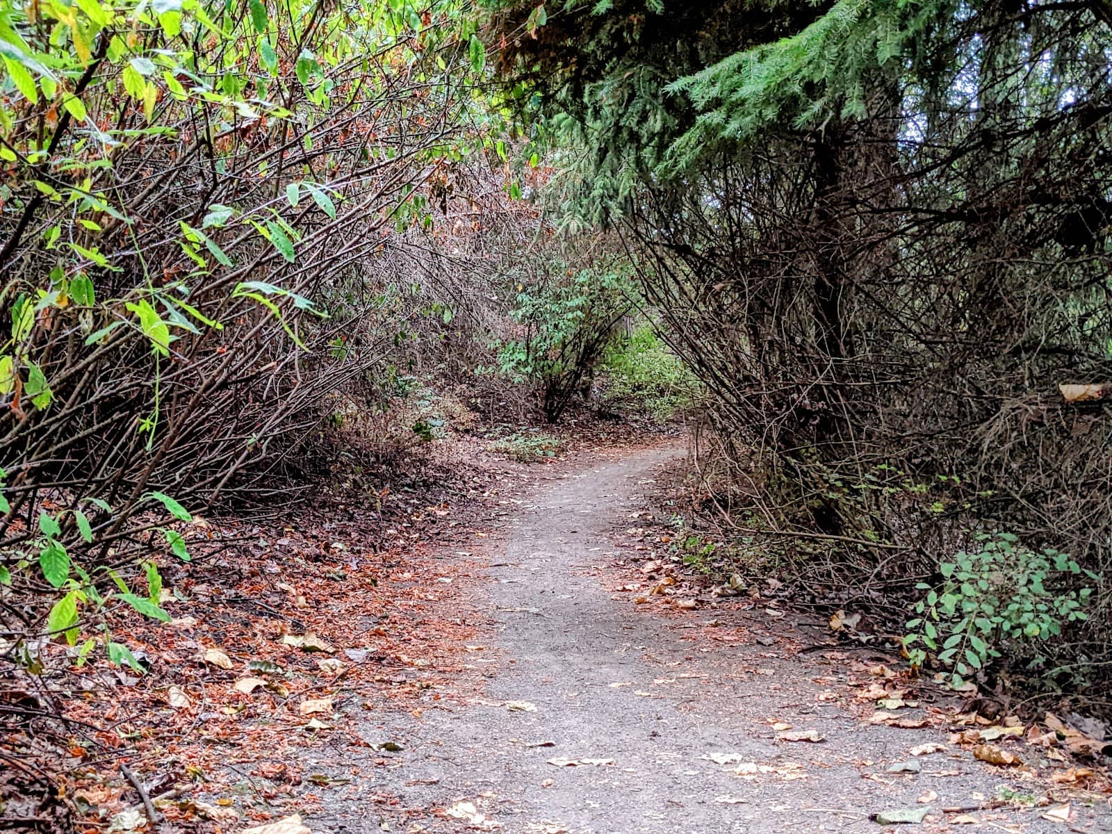 Tidal Wetland Habitat