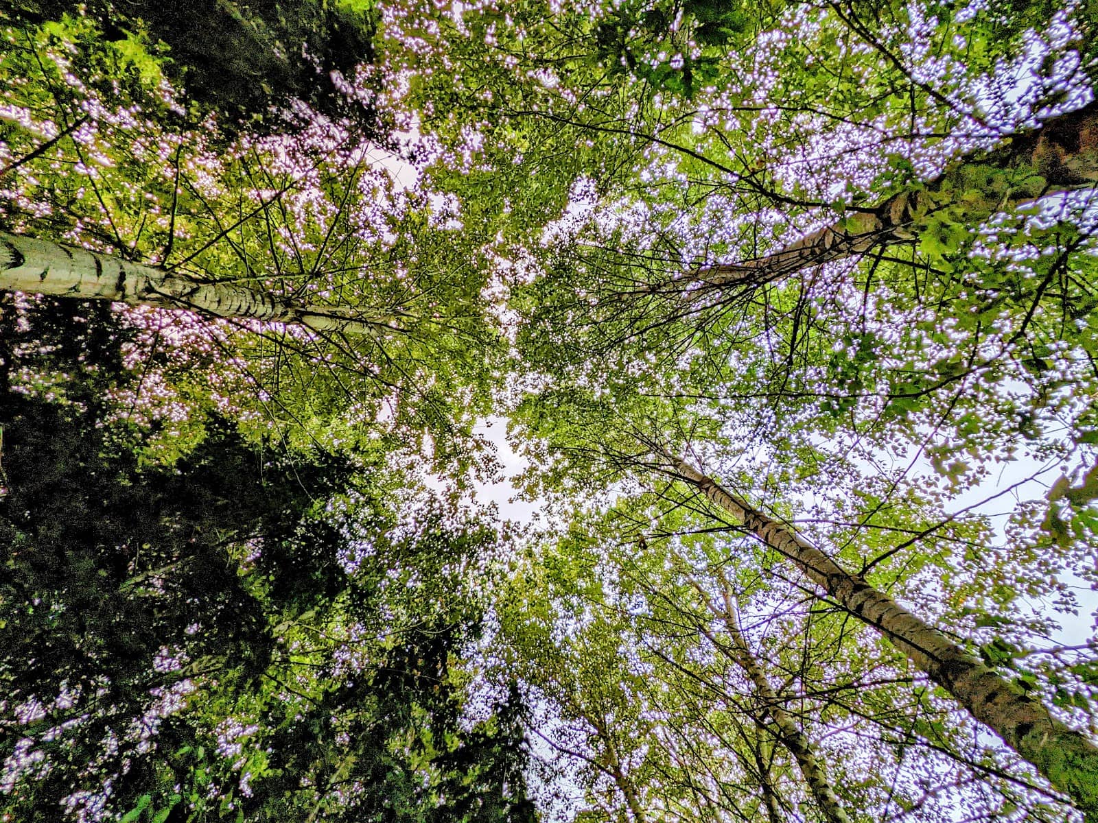 Vertical photo
