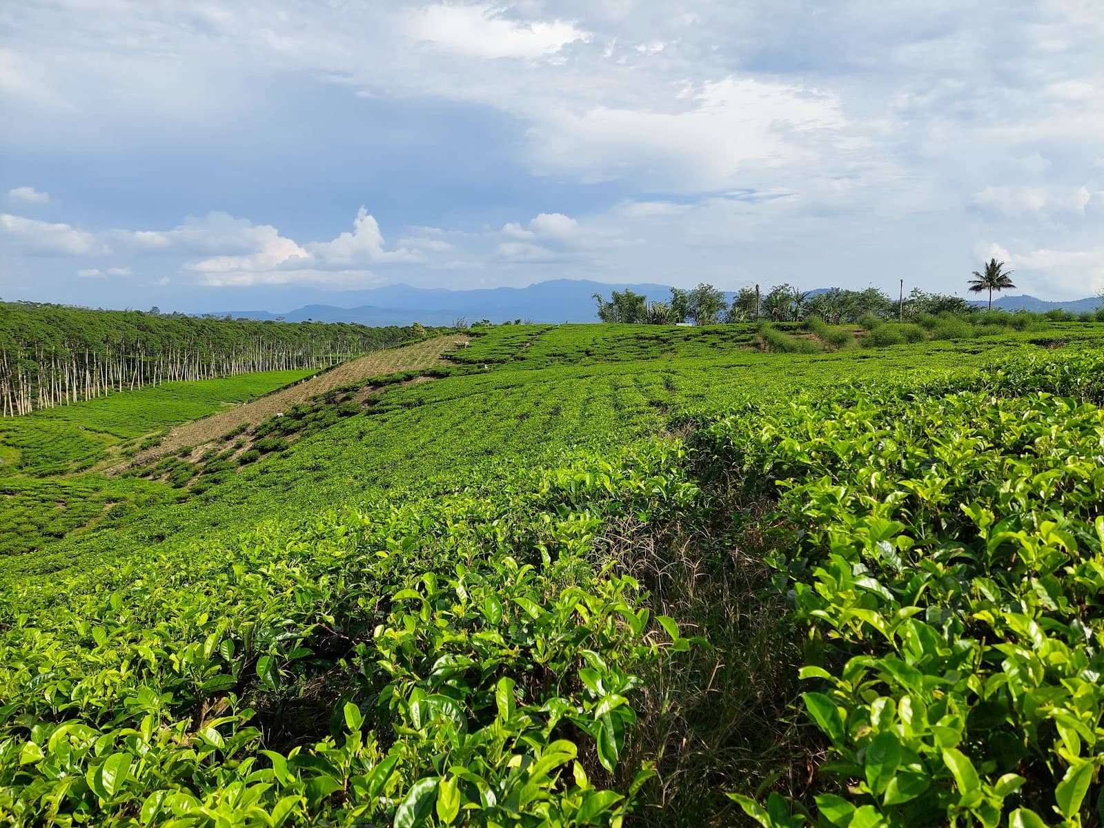 Kabawetan Tea Plantation - Image 1
