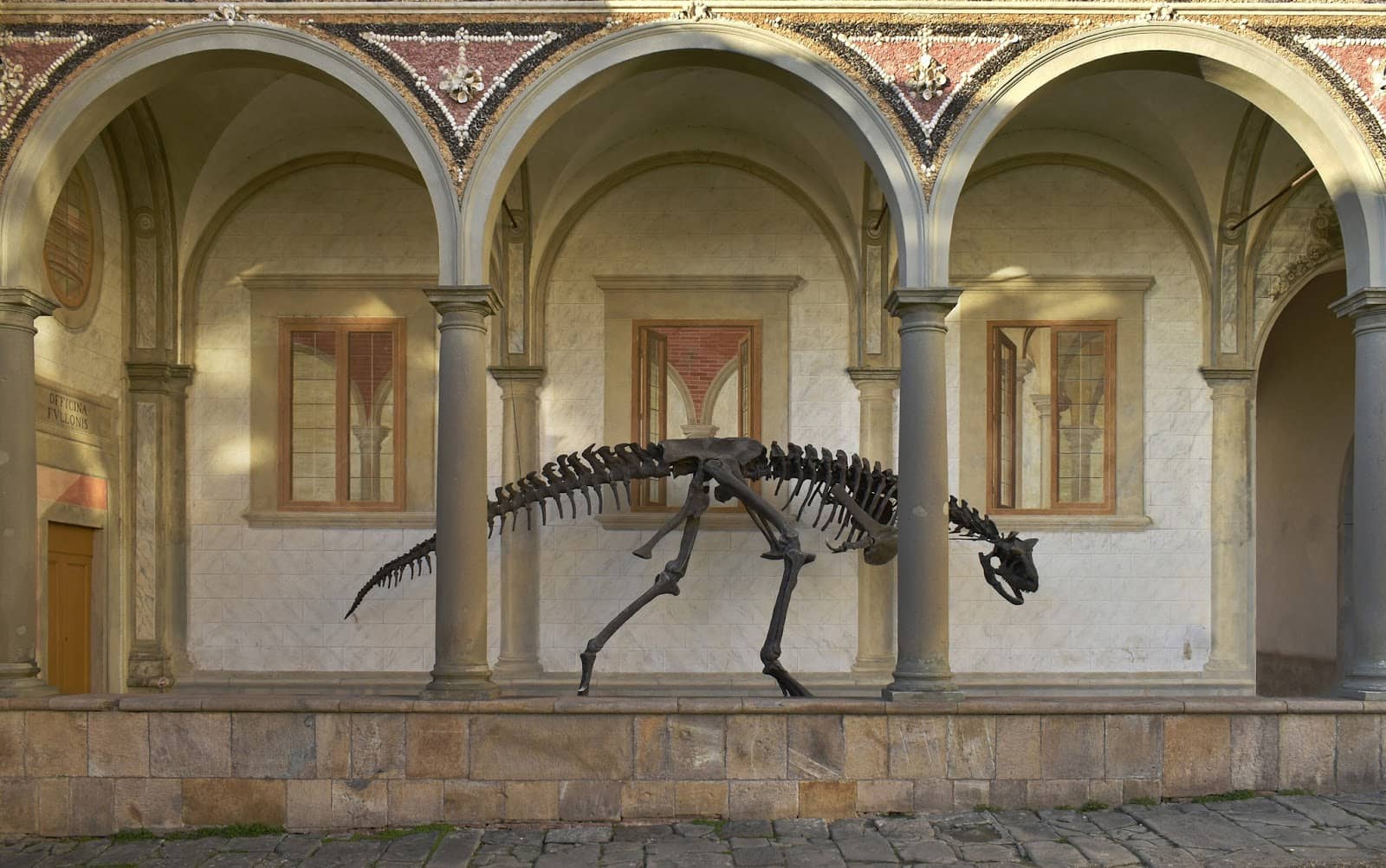 Whale Skeletons