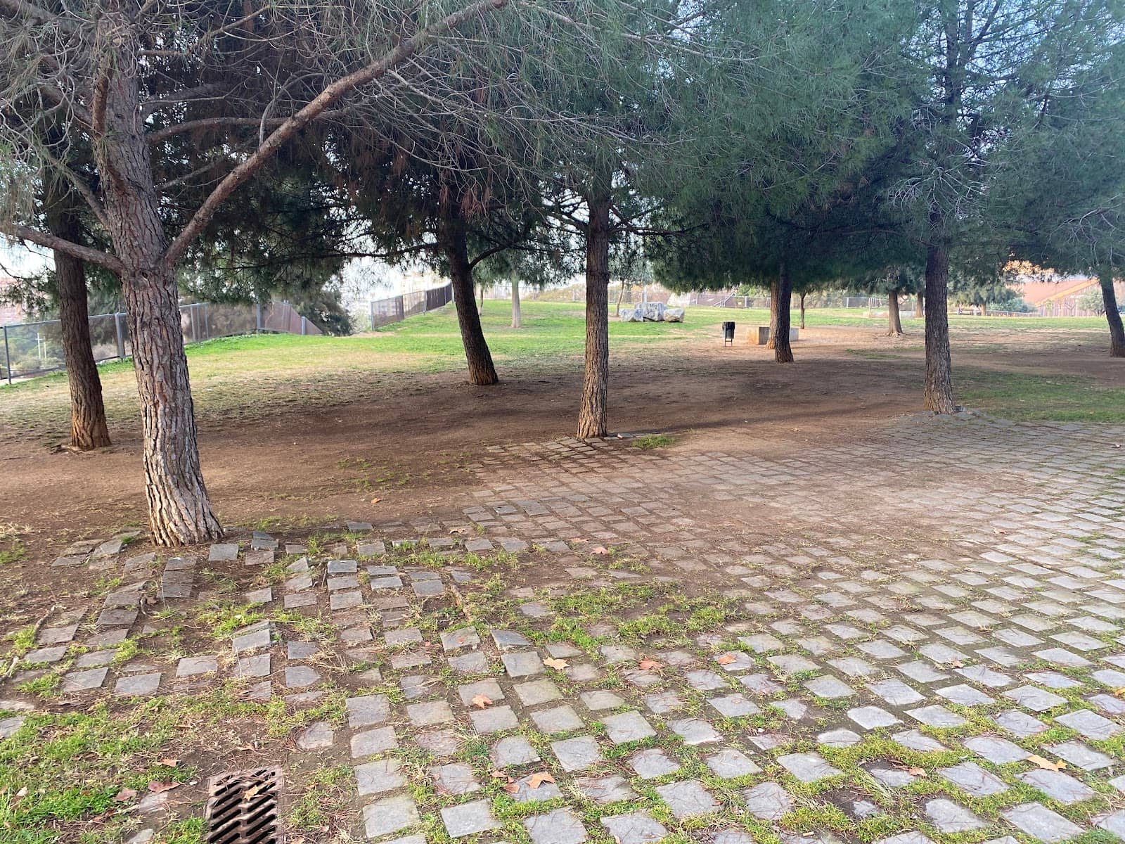 Mediterranean Pine Forests