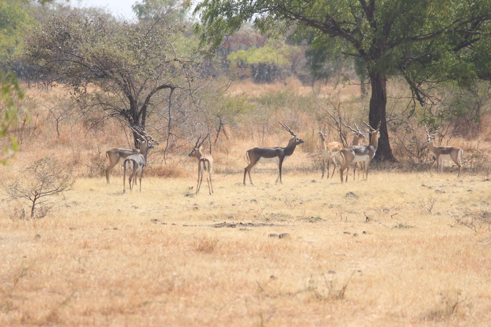 Rehekuri Blackbuck Sanctuary - Image 1