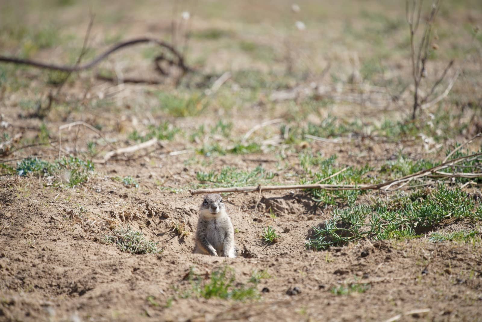 Unique Karoo Vegetation