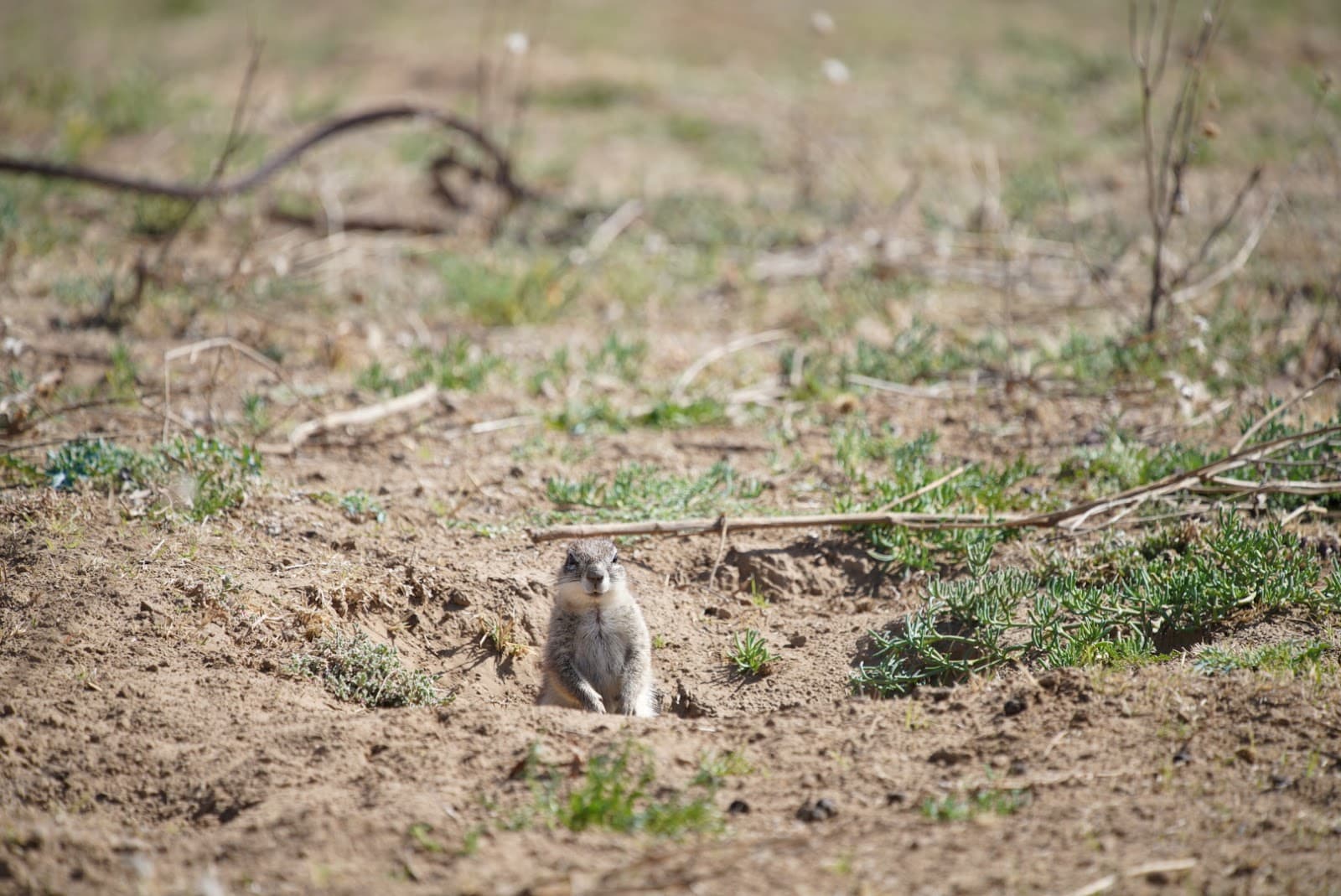 Camdeboo NP Game Viewing Area - Image 1