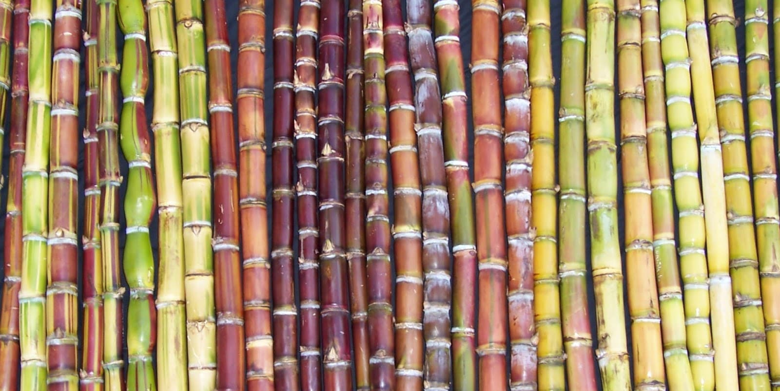 Maui Nui Botanical Gardens - Image 1