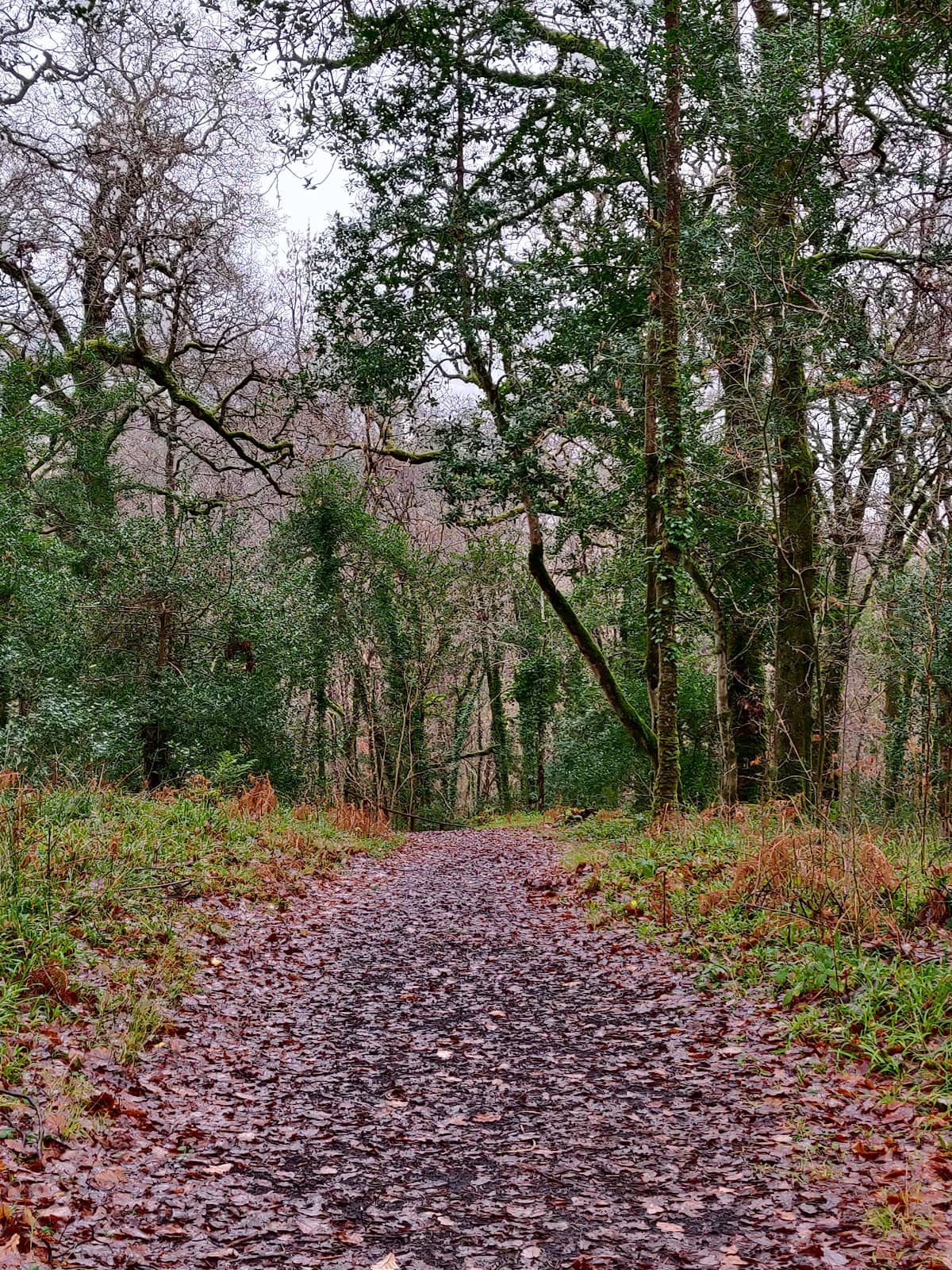 Babbling Brook