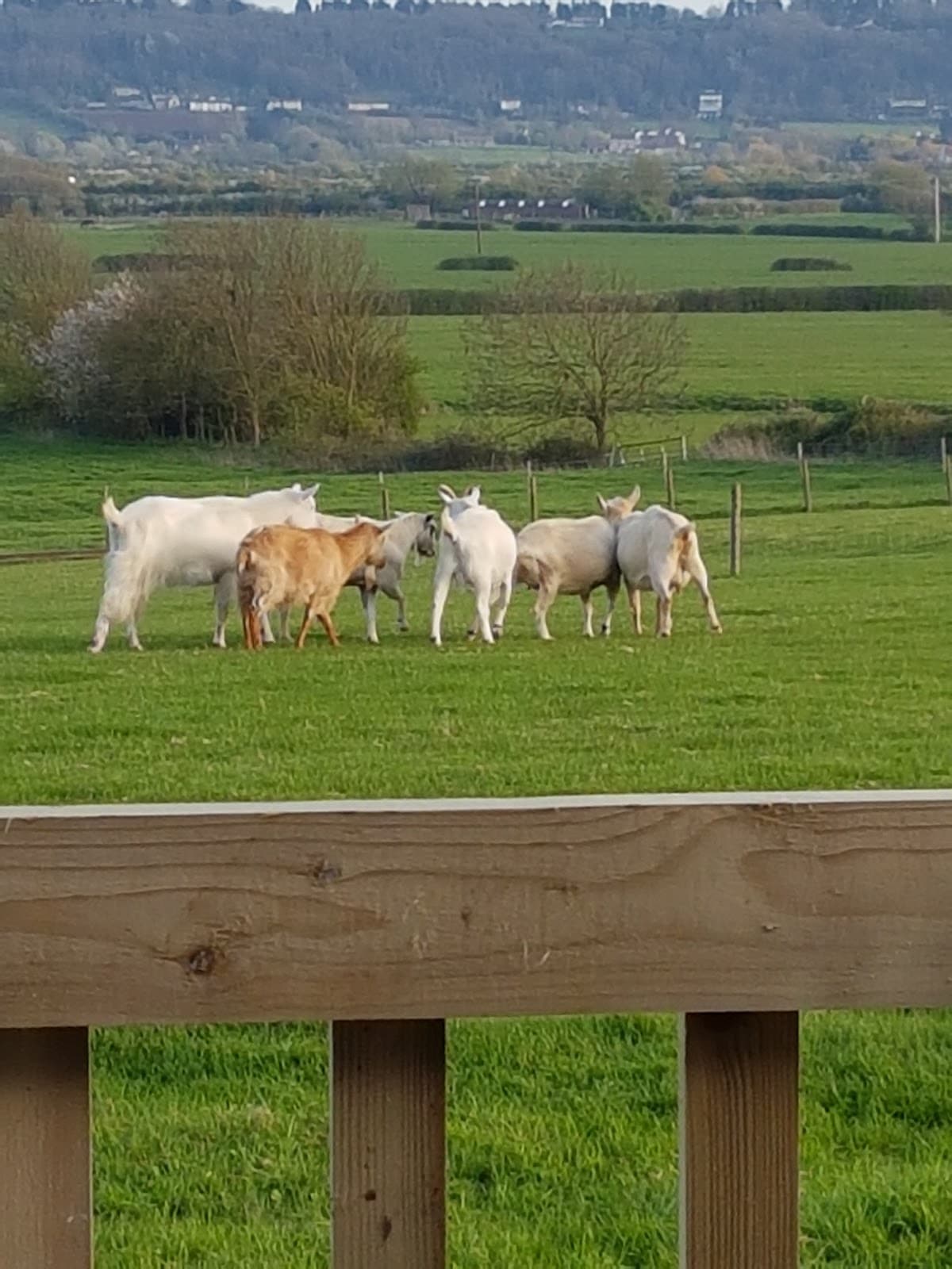 Woodspring Priory Somerset - Image 1