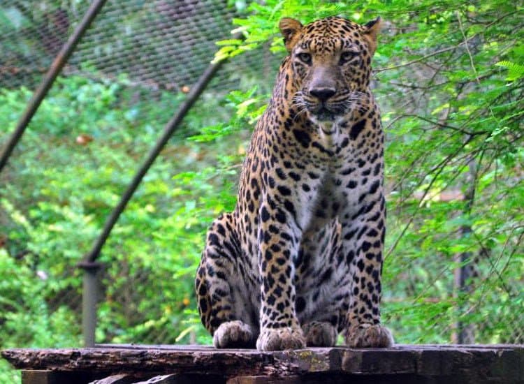 Bondla Wildlife Sanctuary Goa - Image 1