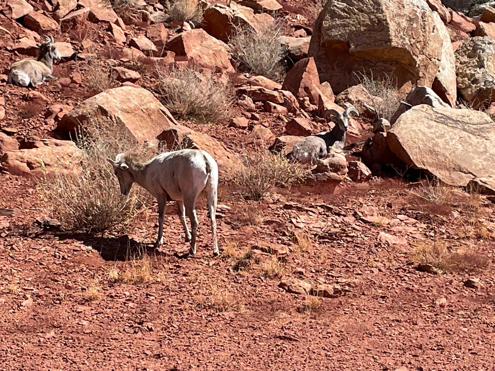 Extended Vista to Navajo Knobs