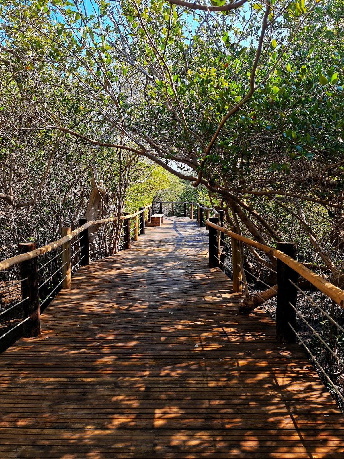 Kalba Mangrove Reserve - Image 1