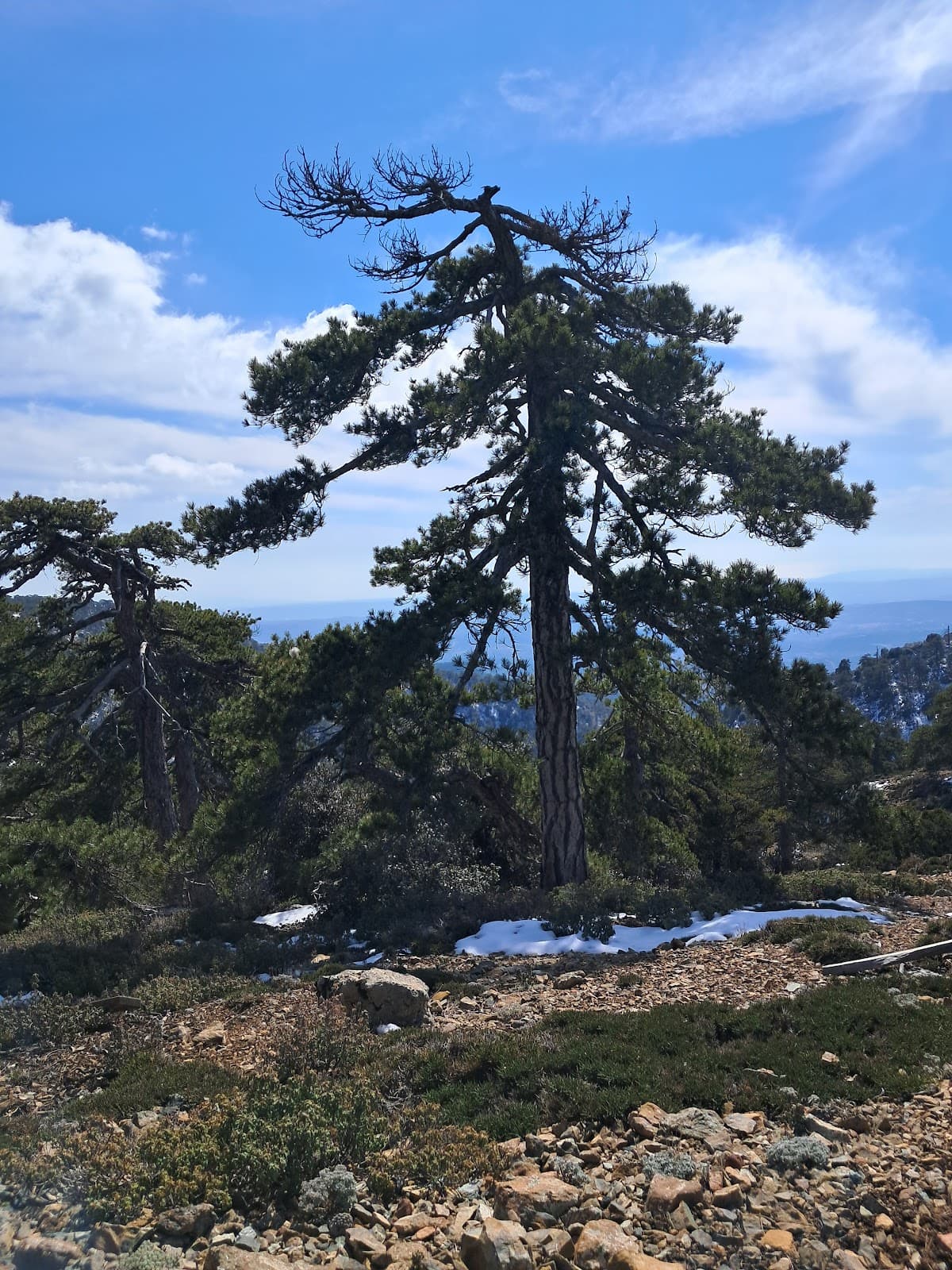 Troodos National Forest Park - Image 1