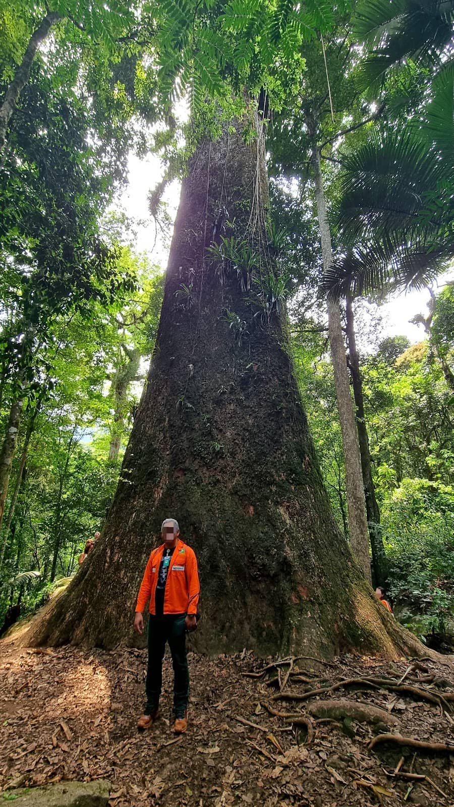 Muriqui Sightings