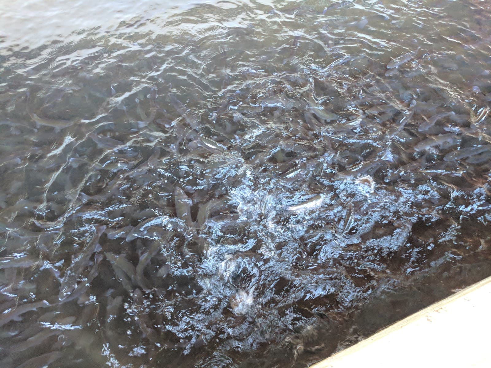 Warm Springs Dam - Image 1