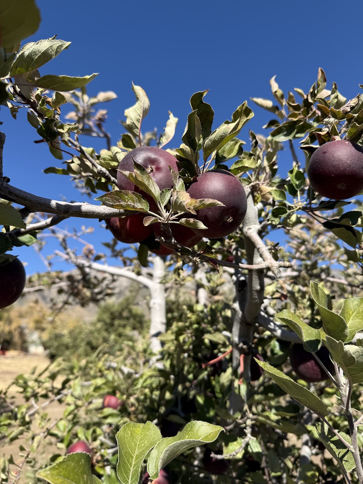 Oak Glen Apple Orchards - Image 1