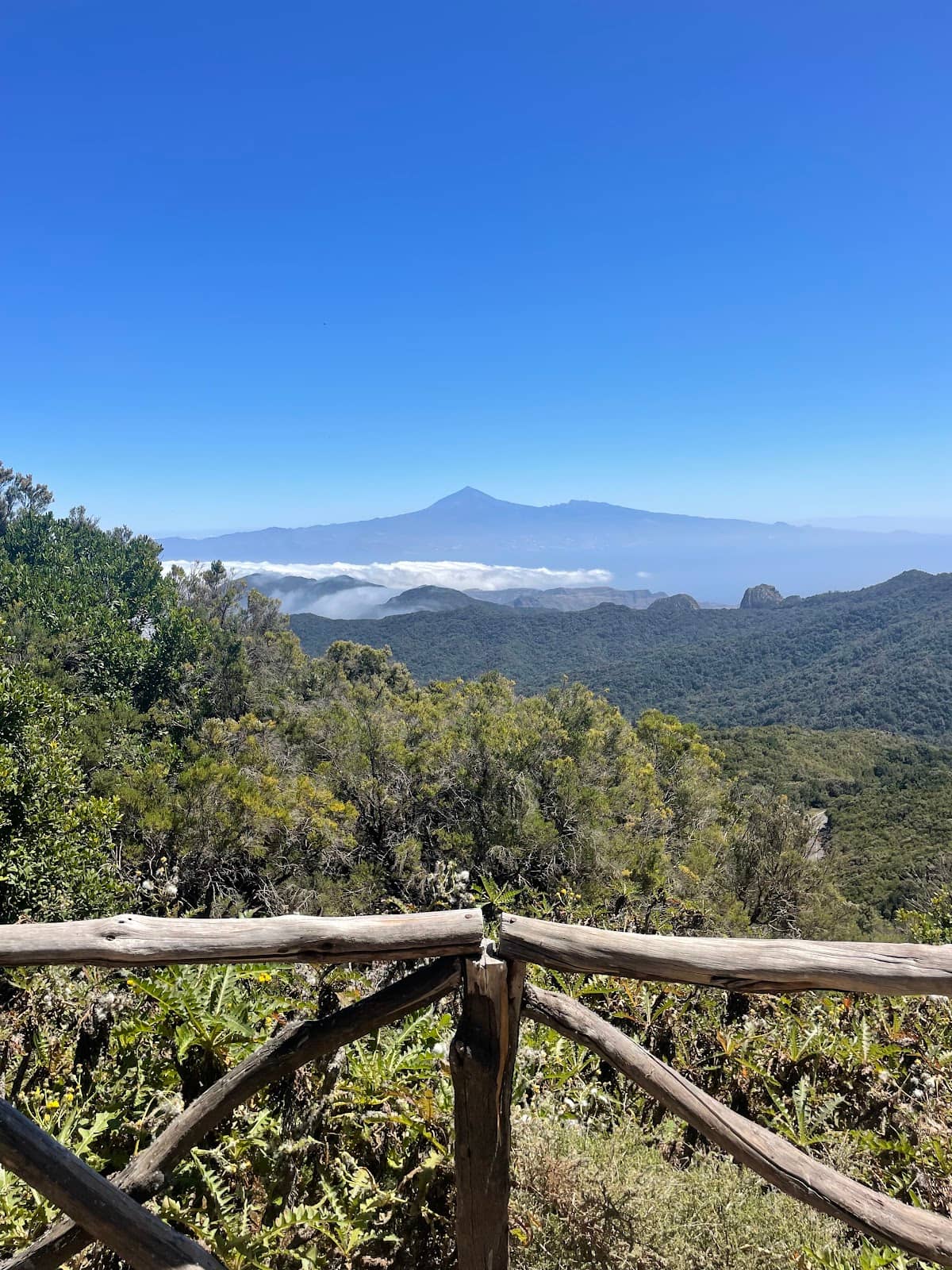 Laurisilva Forest Immersion