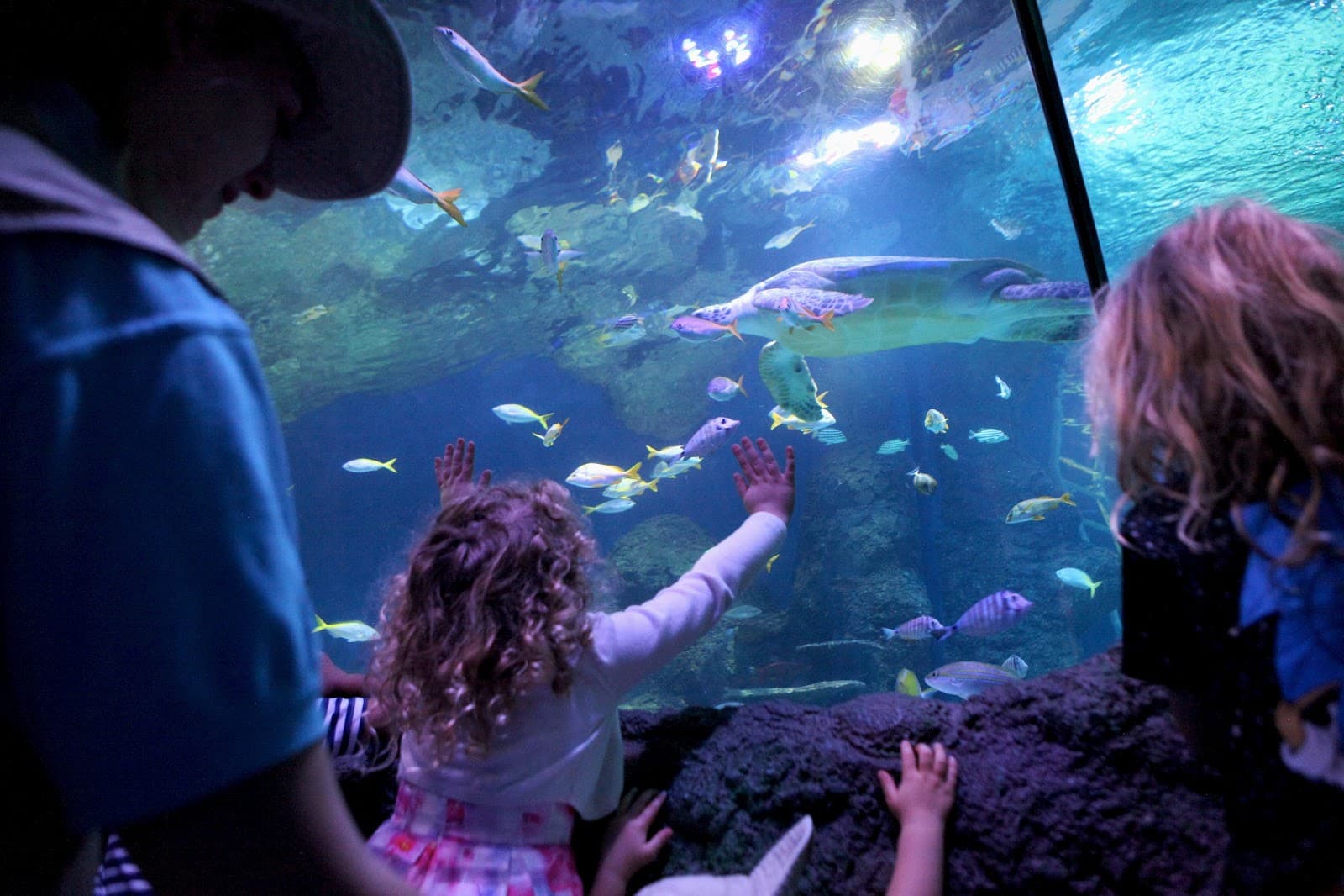 SEA LIFE Manchester - Image 1