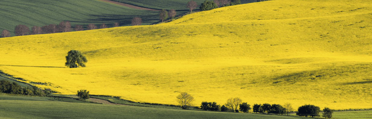 Peaceful Rural Setting