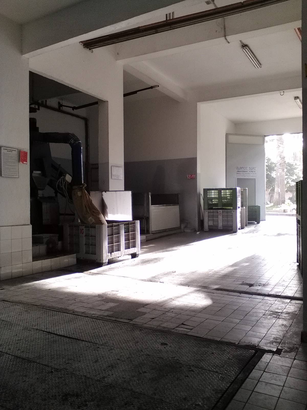 Nocellara Olive Groves