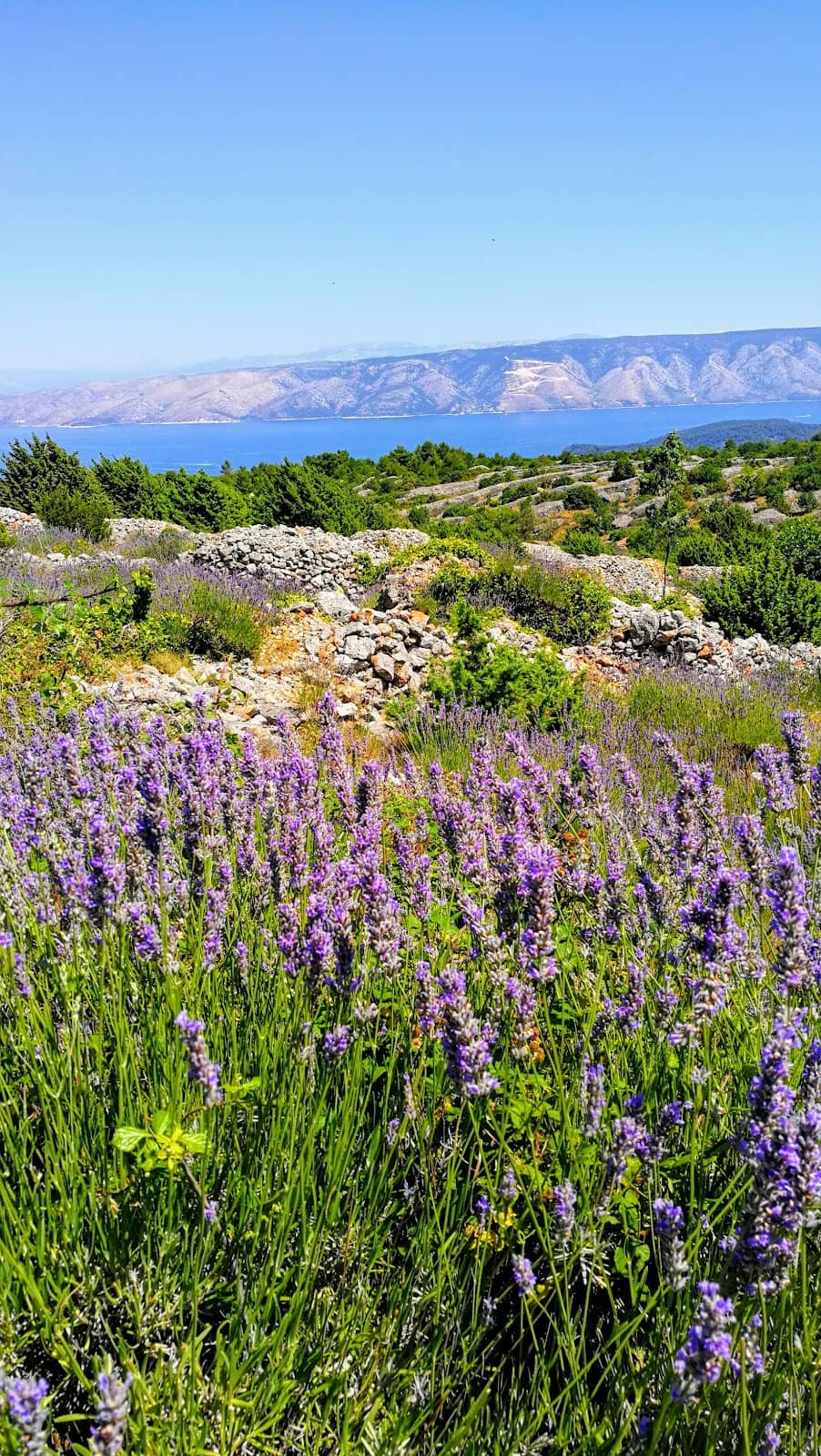 Lavender Fields (Seasonal)