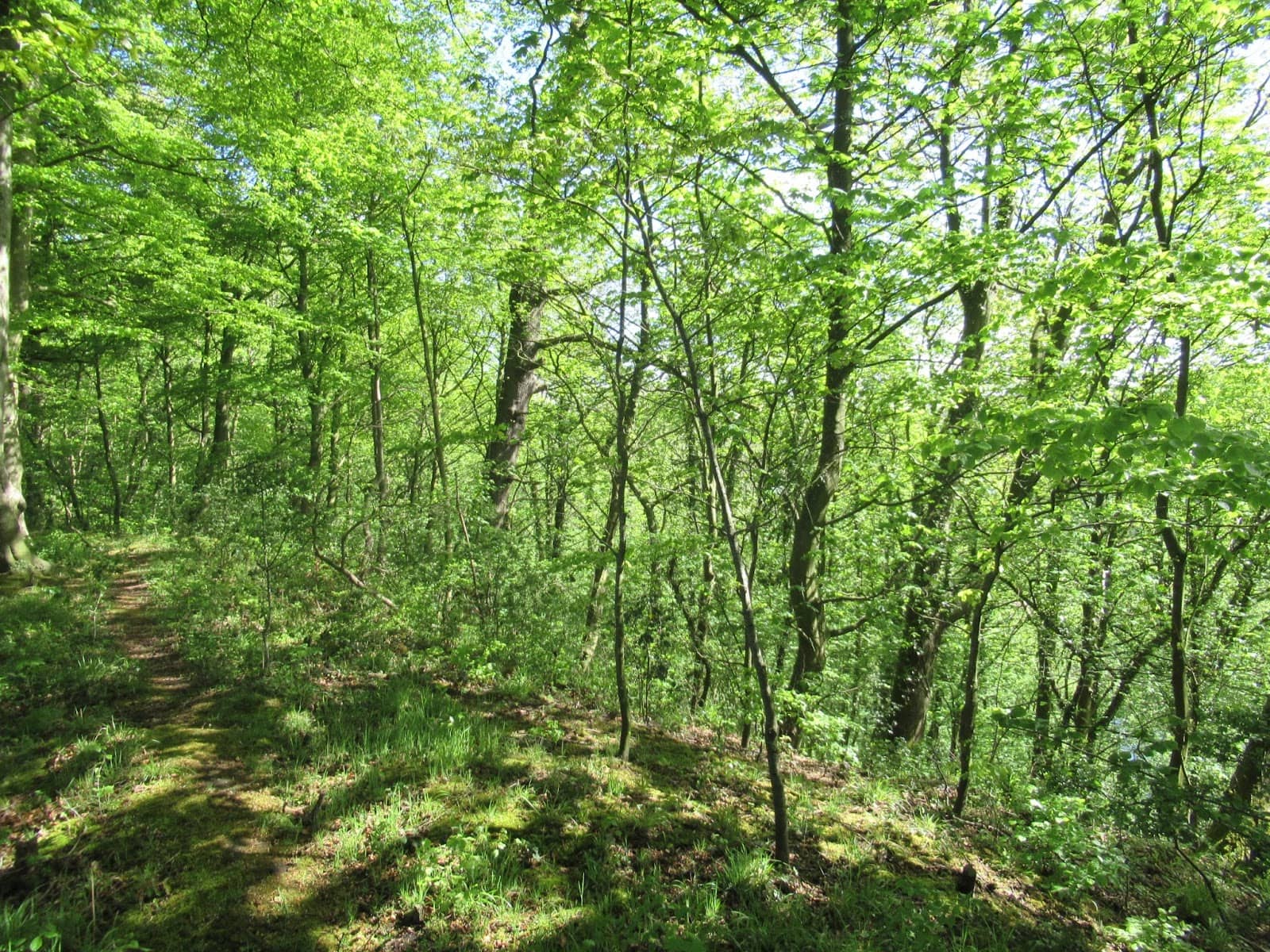 Peaceful Woodland Trails