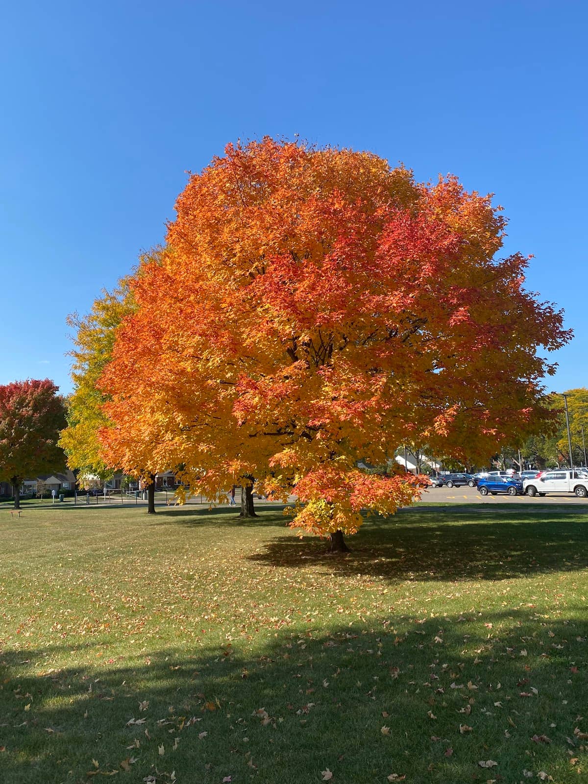 Sports Courts & Track