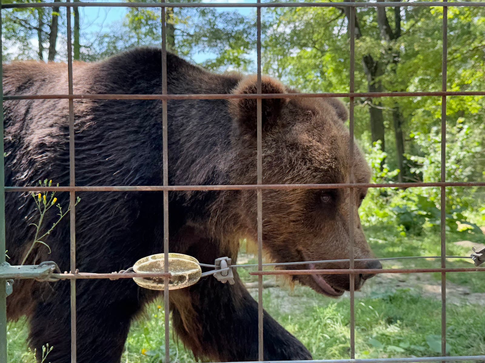 Libearty Bear Sanctuary - Image 1